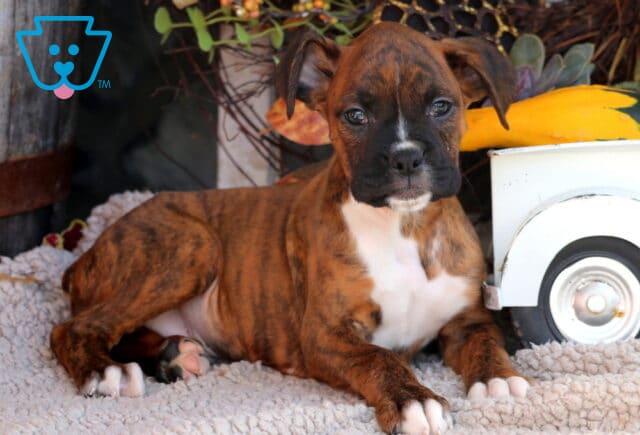 Dozer Boxer image