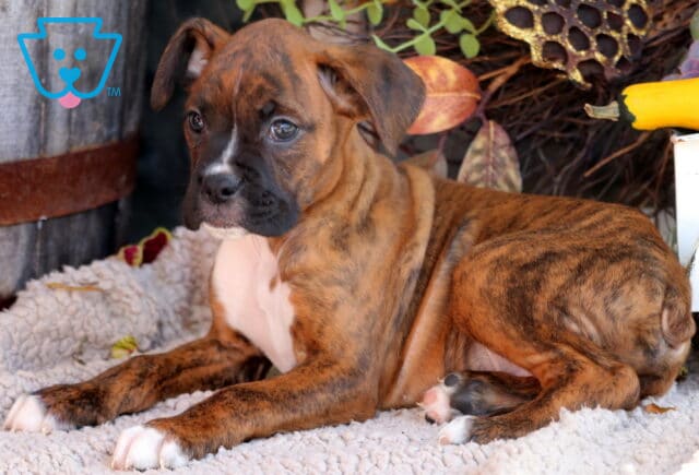 Dozer Boxer2 image
