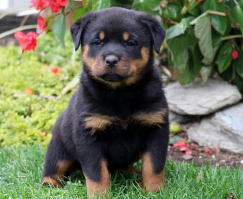 Dream Rottie Dream Rottie