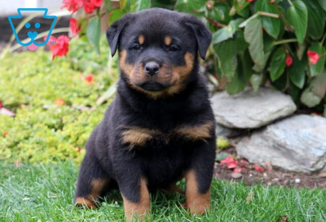 Dream Rottie image