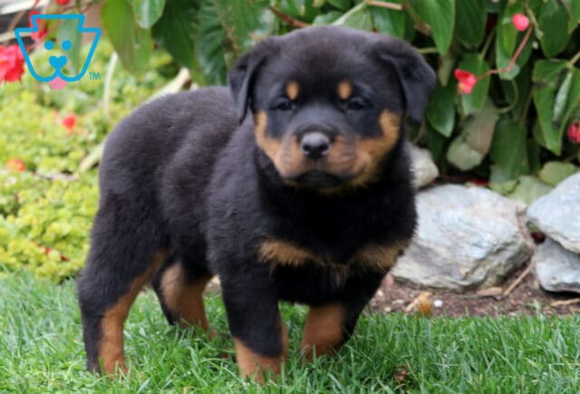 Dream Rottie2 image