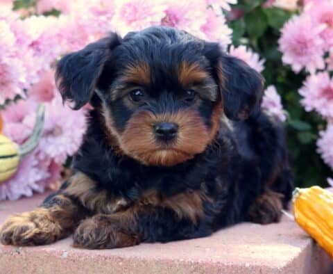 Cute Yorkiepoo puppy with a soft black and tan coat lying on a stone surface between colorful gourds, with bright pink flowers blooming in the background.