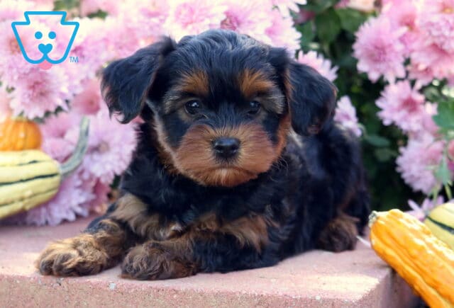 Cute Yorkiepoo puppy with a soft black and tan coat lying on a stone surface between colorful gourds, with bright pink flowers blooming in the background. image