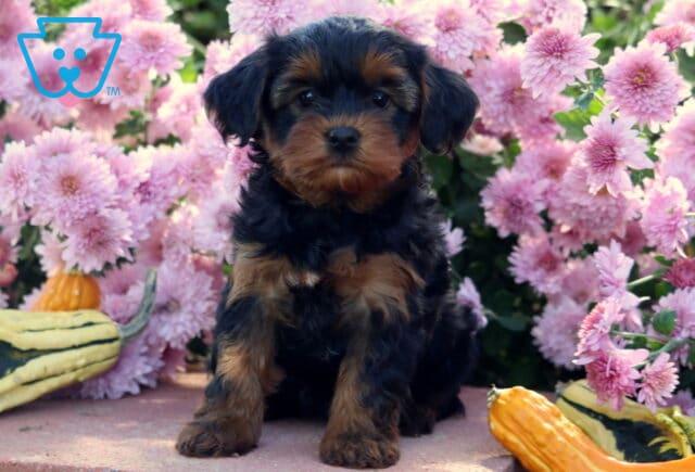 Adorable Yorkiepoo puppy with a fluffy black and tan coat sitting upright on a stone surface between yellow gourds, surrounded by soft pink flowers in bloom. image