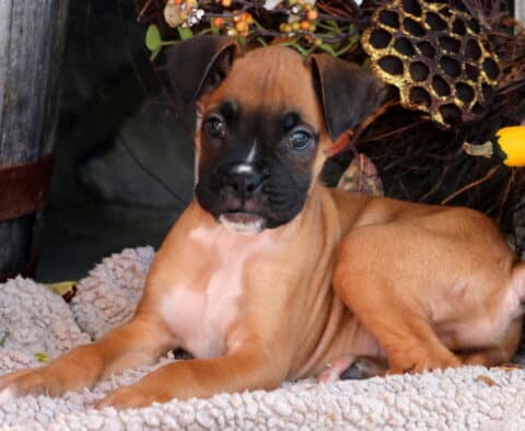 Duke Boxer