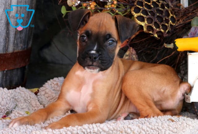 Duke Boxer image