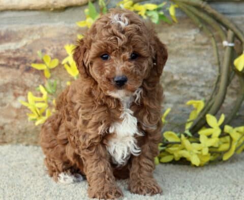 Duke Mini Poodle