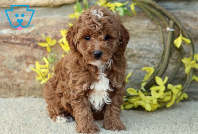Duke Mini Poodle image