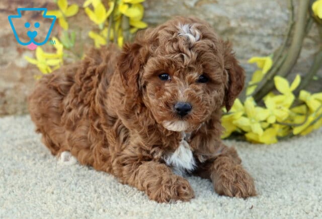 Duke Mini Poodle2 image
