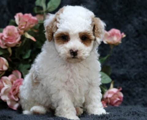 Adorable Toy Poodle puppy with a fluffy white coat and tan markings around the eyes, sitting on a dark gray blanket with soft pink flowers in the background.