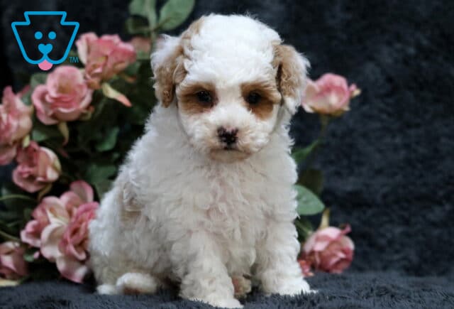 Gabby Toy Poodle image