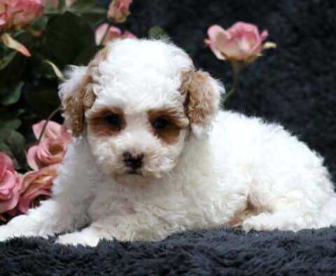 Gabby Toy Poodle2 Gabby Toy Poodle2