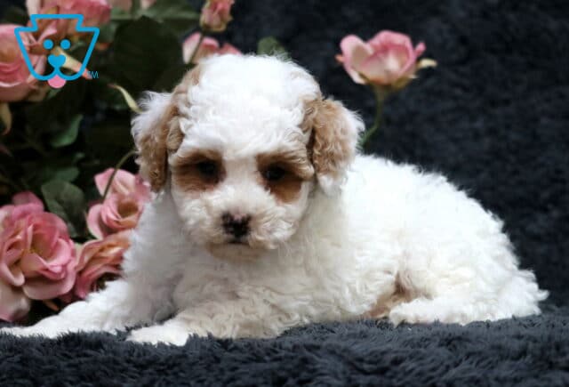 Gabby Toy Poodle2 image