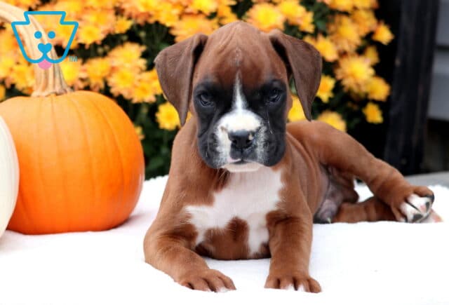Garfield Boxer image