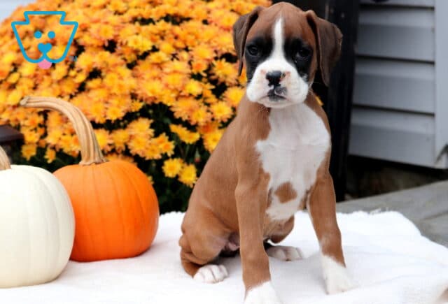 Ginger Boxer image
