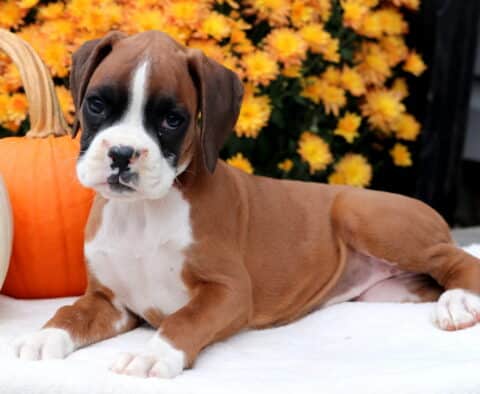 Ginger Boxer2