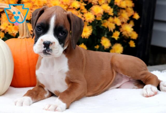 Ginger Boxer2 image