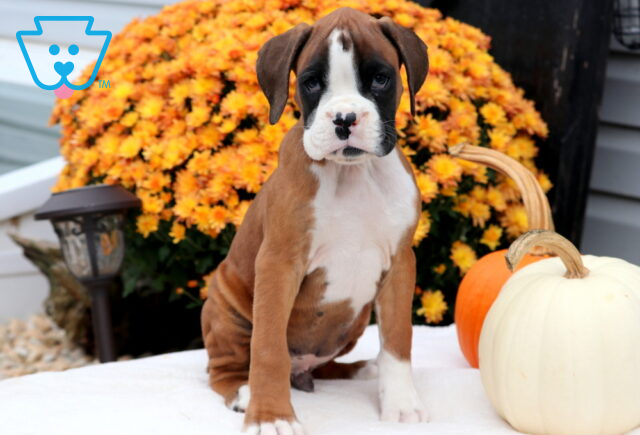 Gordy Boxer image
