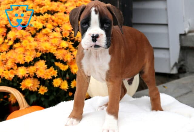 Gordy Boxer2 image