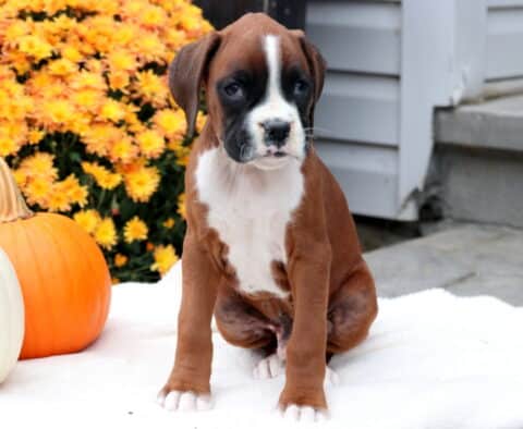 Grizzly Boxer