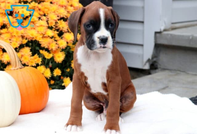 Grizzly Boxer image