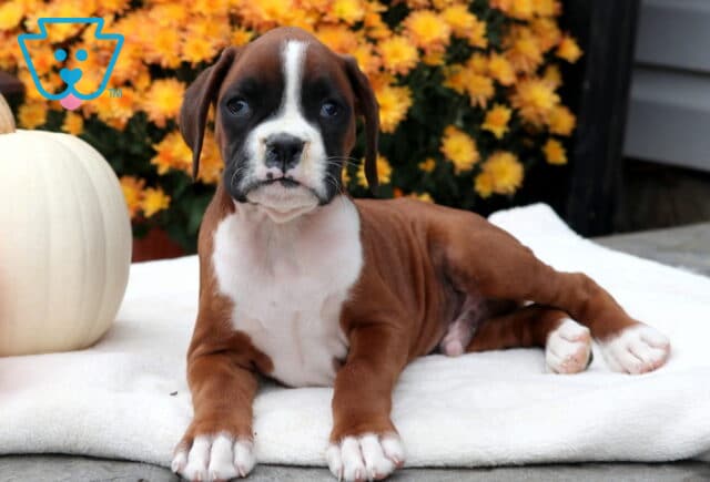 Grizzly Boxer2 image