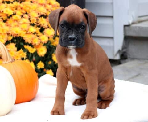 Grover Boxer