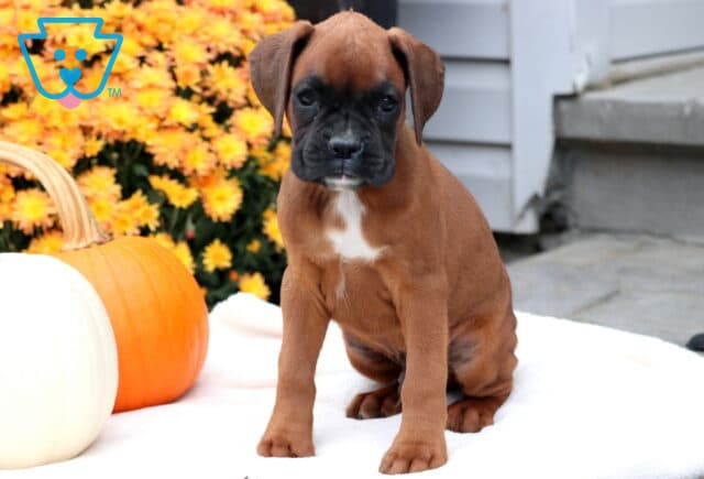 Grover Boxer image