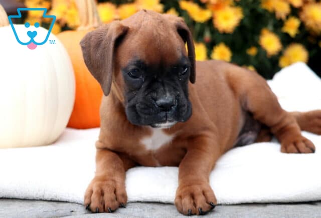 Grover Boxer2 image