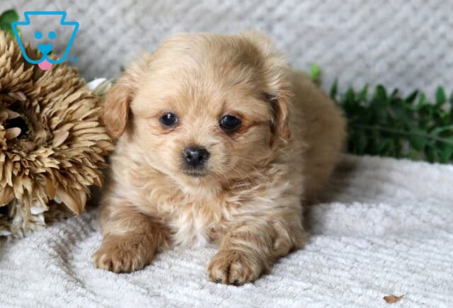 Handy Peekapoo image