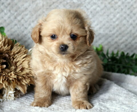 Handy Peekapoo2 Handy Peekapoo2