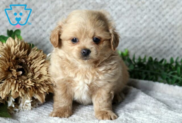 Handy Peekapoo2 image