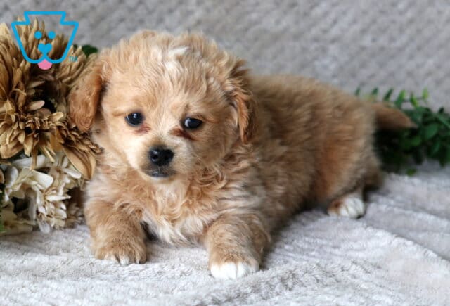 Hatti Peekapoo image