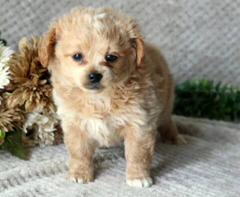 Hatti Peekapoo2 Hatti Peekapoo2