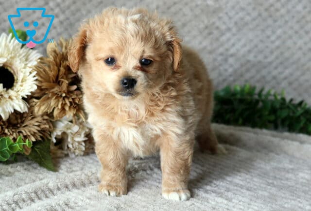 Hatti Peekapoo2 image