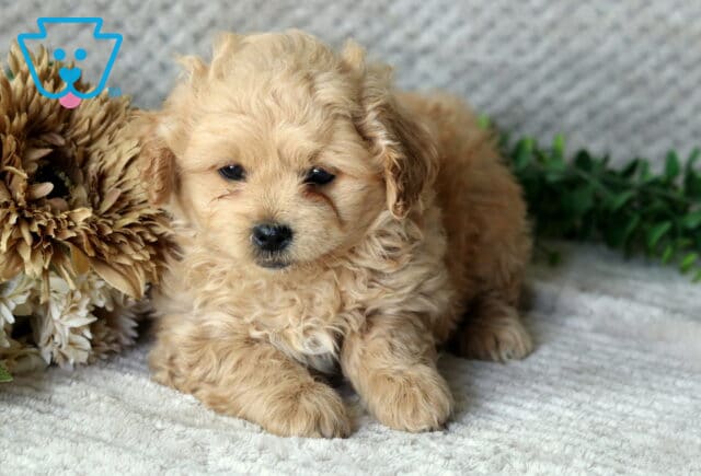 Hayden Peekapoo image