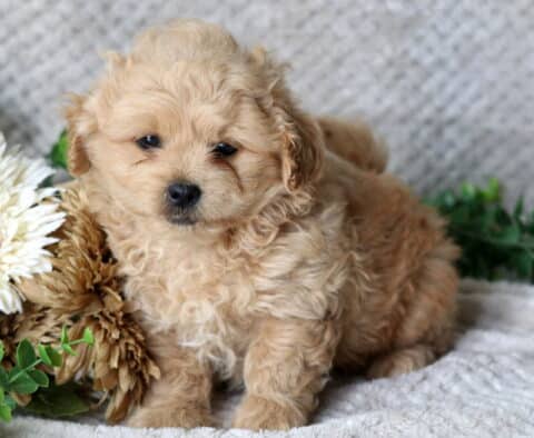 Hayden Peekapoo2 Hayden Peekapoo2