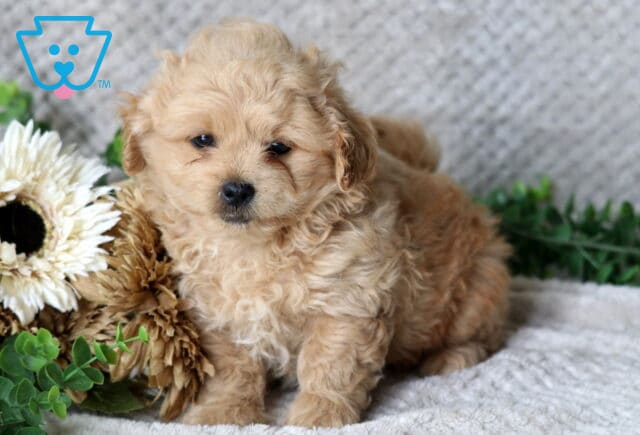 Hayden Peekapoo2 image