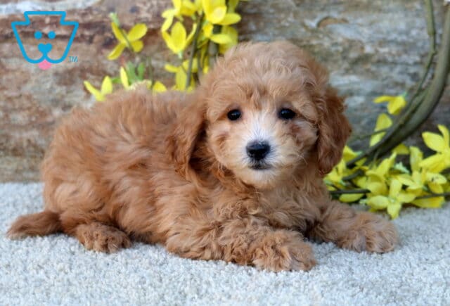 Hazel Poodle Mix image