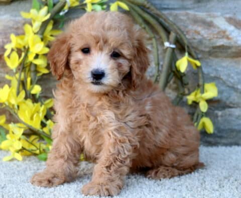 Hazel Poodle Mix2