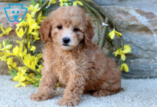 Hazel Poodle Mix2 image
