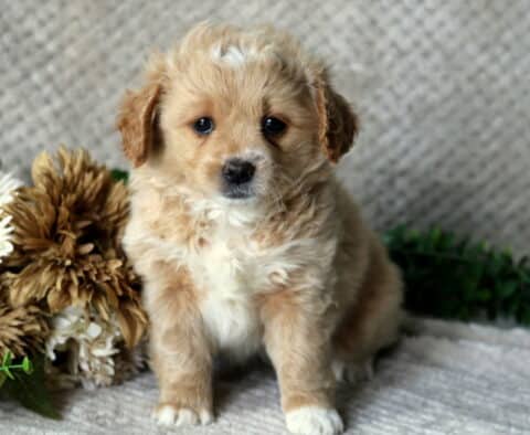 Heaven Peekapoo Heaven Peekapoo