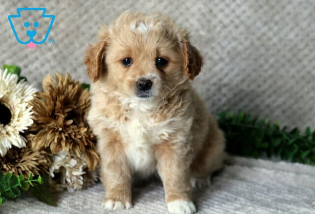 Heaven Peekapoo image