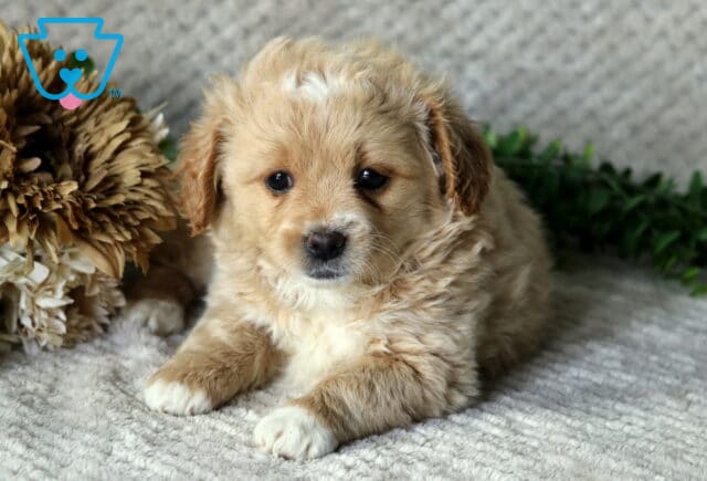 Heaven Peekapoo2 image