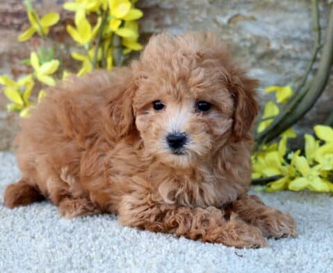 Heaven Poodle Mix