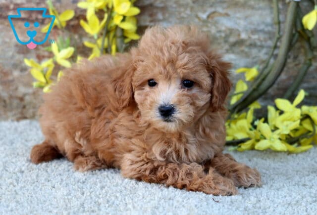 Fluffy apricot Poodle Mix puppy with a light face and dark eyes lying on a soft carpet in front of a stone wall decorated with yellow spring flowers. image