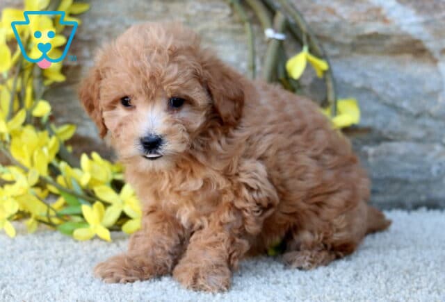 Charming apricot Poodle Mix puppy with a soft curly coat sitting on a light carpet in front of a stone wall and yellow flowers, gazing sweetly at the camera. image