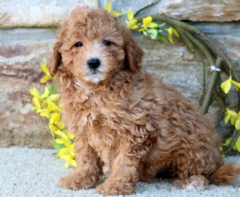 Hewie Poodle Mix