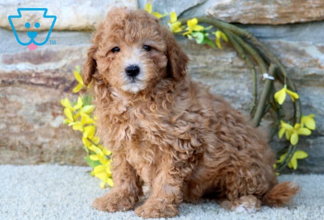 Cute apricot Poodle Mix puppy with soft curly fur sitting on a light carpet in front of a stone wall decorated with a ring of yellow flowers, looking calmly at the camera. image