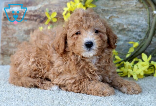 Fluffy apricot Poodle Mix puppy with a soft curly coat lying on a light carpet in front of a stone wall and yellow flowers, looking calmly at the camera. image
